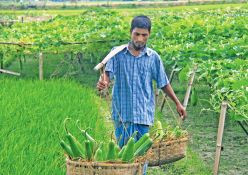 Why Lal Teer is the Best Seed Company in Bangladesh