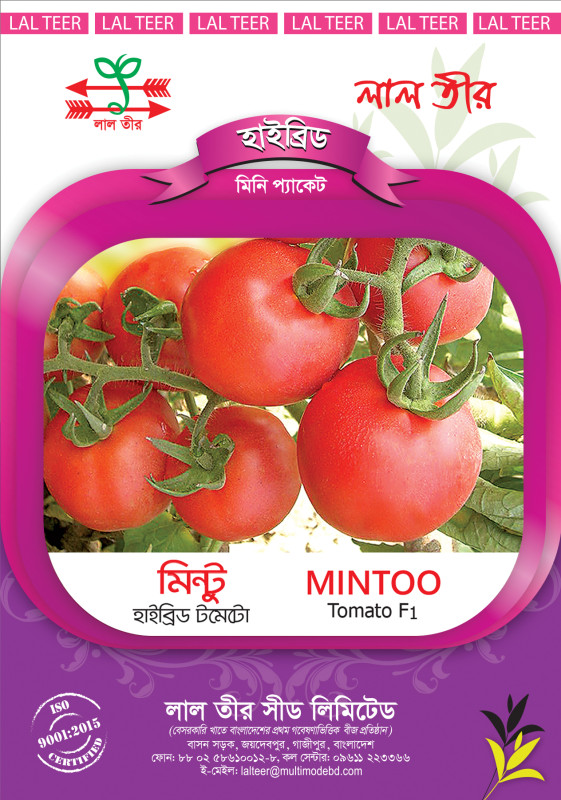 Mintoo