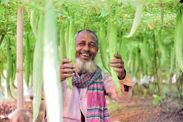 Top Agricultural Seeds Supplier in Bangladesh: Lal Teer